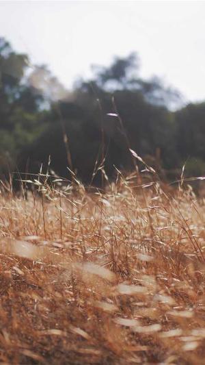 马思唯黑料截图1