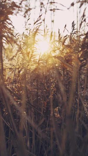 heiliao.su黑料不打烊官网截图1