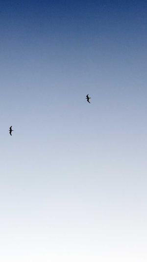 吃哈密瓜多了能过敏吗截图3