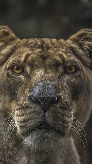 拉肚子可以吃哈密瓜吗截图3