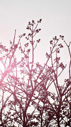 黑料不打烊导航首页seo截图2