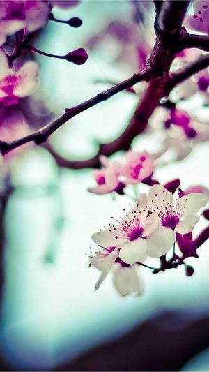 羊角蜜瓜怎么吃截图5